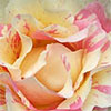 Claude Monet Rose