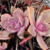 Succulent - Pink Sedum