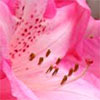 Pink Rhododendron