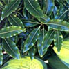 Lemonwood - Pittosporum Eugenoides