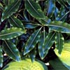 Lemonwood - Pittosporum Euginoides