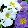 Polyanthus