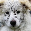 Rusty Dog