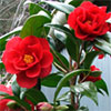 Spring Camellias