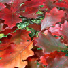 Scarlet Oak Leaves
