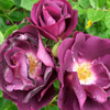 Rhapsody in Blue Rose