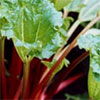 My Rhubarb Patch