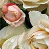 Ivory-Cream Rose