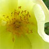 Fruhlingsgold Rose