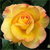 Solitaire Rose