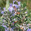 Rosemary