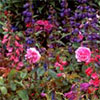 Perennials and Roses Garden