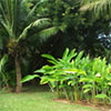 Maire Nui Botanical Gardens, Rarotonga