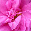 Rugosa Roses