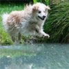 Dog Jumping into Pond