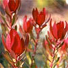 Safari Sunset Leucadendron