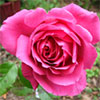 Saint Exupery Rose
