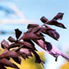 Salvia Black Knight