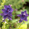 Salvia Horminum