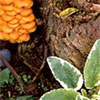 Scrophularia & Fungi