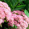 Sedum