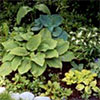 Early Hosta Garden