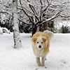 Puppy in the Snow