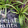 Special Plants