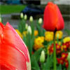 Churchyard Garden Tulips
