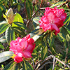 President Roosevelt Rhododendrons