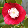 Tinsie Camellia