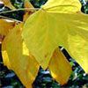 Autumn Leaf Photos