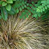 Tussock Grass