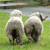 Sheep shearing day...