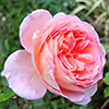 The Last Rose...