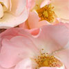 Shell-Pink Floribunda Rose