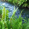 Fern by the Water