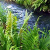 Water Garden Ferns
