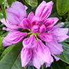 Lots of Lilac Rhododendrons