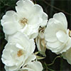 White Rose Images