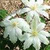 White Large-Flowered Clematis