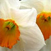 Daffodils with Orange Centres