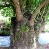 Willow Stump