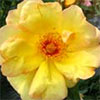 Honey Yellow Rose - Maigold