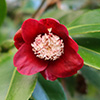 Camellias behind the Garage