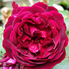 David Austin Rose Images