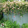 Paul Transon - Pink Rambler Rose