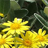 Gardening Articles 2008