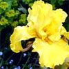 Iris Flower Gallery