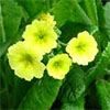 Pretty Primroses